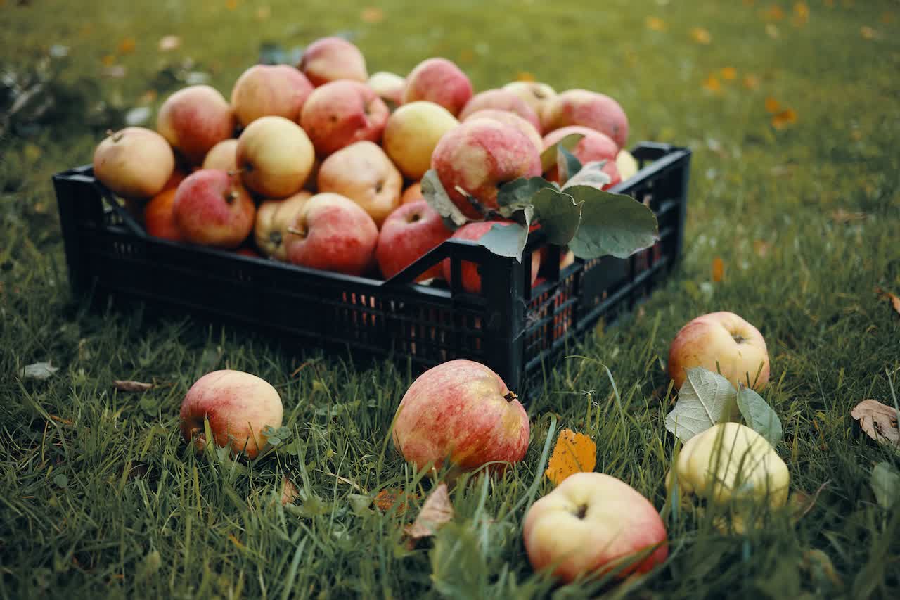 Manzanas frescas recogidas para elaborar sidra